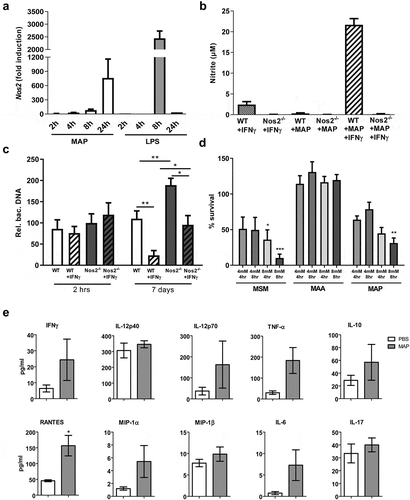 Figure 4. IFNγ and NOS2 contribute to the control of MAP in macrophages.