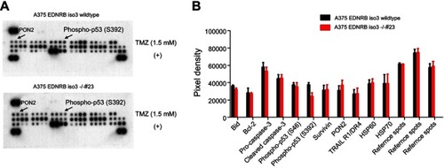 Figure 6 Effects of depletion of EDNRB isoform 3 on the expression of apoptosis signaling pathway proteins in A375 cells. (A) Results of apoptosis protein array analysis using EDNRB isoform 3-depleted and control A375 cells treated with TMZ for 24 hrs. (B) Quantitative analysis of the protein array shown in (A).