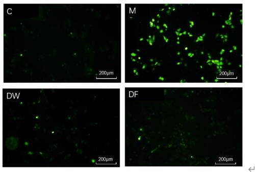 Figure 4 Scavenging effects of DW and DF on active oxygen (C: Control group; M: UVB irradiation model group).