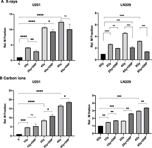 Figure 5 X-rays but not CII induced micronuclei is enhanced by elevated glycolysis. Micronuclei induced by X-rays (A) and Carbon ion radiation (B) in U251 and LN229 cell lines were assessed at 36 h followed by Cytochalasin-B (2.5 µmol/L) incubation. P values were determined by an unpaired two-tailed Student’s t-test. *P < 0.05; **P < 0.01; ***P < 0.001; ****P < 0.0001.