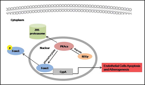 Figure 8. REGγ, via the PKA-FoxO1 axis, stimulated CyPA expression and CyPA-dependent ECs apoptosis and had functional implications in atherogenesis. REGγ activated the 20S proteasome to promote PKAcα degradation and inhibite the phosphorylation at Ser256 and nuclear export of FoxO1, thereby increasing FoxO1 nuclear accumulation and transcriptional activity. FoxO1 stimulated CyPA expression by binding to a specific region containing the forkhead-responsive element in the CyPA promoter. REGγ, via the PKA-FoxO1 axis, stimulated CyPA expression and CyPA -dependent endothelial cells apoptosis in vitro and had functional implications in atherogenesis in vivo.