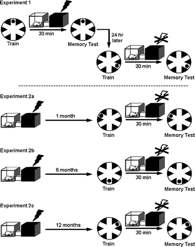 Figure 1  Simplified timeline and procedures for Experiments 1–2. In Experiment 1, rats that were well-trained on the radial-arm water maze (RAWM) learned the within-day location of the hidden platform, which is illustrated by filled circle in the maze diagram (left side; ‘train’), followed by a 30-min delay period. Under control conditions, rats spent the 30 min delay in their home cages (not illustrated here), and under stress conditions rats were given inhibitory avoidance (IA) shock training, which is indicated by the dark box and lightning bolt. The 30-min delay period terminated with a memory retention test trial (see ‘Methods’ for additional details). One day later, the same rats were trained to learn a new location of the hidden platform, and then all rats were exposed to the IA apparatus without shock (as indicated by the X through the open lightning bolt), followed by the memory test. In Experiment 2a, the rats were first given IA training, and then 1 month later they were given RAWM training to learn the within-day location of the hidden platform, as described above. During the 30-min delay period between the RAWM learning and memory test phases, the rats were given an IA retrieval trial, in which they were placed in the IA apparatus, but no shock was delivered. In Experiment 2b, a subset of the rats from Experiment 2a were retested in the RAWM to learn a new hidden platform location, 6 months after IA training, with IA re-exposure during the 30-min delay period. In Experiment 2c, all rats were retested in the RAWM to learn a new hidden platform location, 12 months after IA training, with IA re-exposure during the 30-min delay period. The procedures for Experiment 3, which involved a control study of RAWM memory in unshocked rats placed in the bright side of the IA apparatus, are described in the ‘Results’ section.