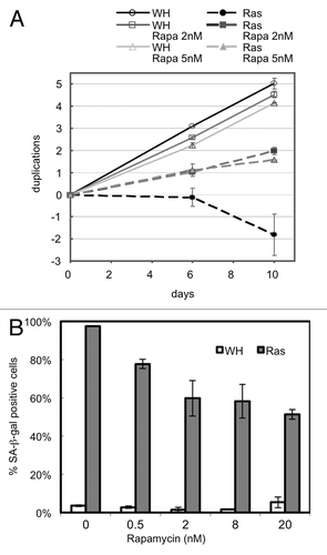 Figure 3. Attenuation of TORC1 signaling in RAS-induced cells disrupts RAS-induced senescence. (A) Growth curve of HRAS-V12-transduced cells or empty vector control (WH) in the presence and absence of rapamycin. Cells treated with rapamycin 2 nM or 5 nM, day two post infection. (B) SA-β-gal staining of cells transduced with either HRAS-V12 or empty vector control after passaging with 0.5, 2, 8 or 20 nM rapamycin from day 2 of infection.