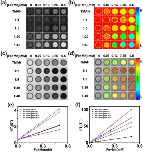 Figure 2 In vitro MR images of the Mn-IONPs-TMAH and Mn-IONPs@PEG (1:1, 1:5, 1:20, and 1:40) at 3.0 T: (A) T1-weighted, (B) T1 mapping, (C) T2-weighted and (D) T2 mapping. (E, F) Linear fitting of 1/T1 and 1/T2 over different (Fe+Mn) concentrations of the nanocomposites.