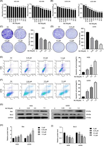 Figure 1. ML792 represses proliferation and induces apoptosis of human osteosarcoma cells (HOCs). (A and B) The anti-proliferative effect of ML792 on HOCs was analyzed using the Cell Counting Kit-8 assays. (C and D) Colony-forming assays of HOCs. (E and F) HOCs were stained with Annexin V- fluorescein isothiocyanate (FITC) / propidium iodide (PI), and analyzed the percentage of the apoptotic cells was determined by flow cytometry. (G-I) The effects of ML792 on the expressions of Bax and Bcl-2 proteins were evaluated by Western blot. *P < 0.05, **P < 0.01 vs ML792 (0 µmol/L) group.