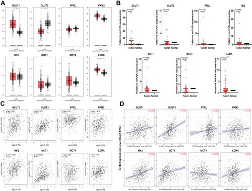 Figure 1 Expression and prognostic value of seven glycolysis-related genes and IL1β and their relationship analyzed with bioinformatic database and RT-PCR. (A) Relative mRNA expression of glycolysis-related enzyme genes in human lung adenocarcinoma tumor and normal tissue (GEPIA) (*P<0.01); (B) Relative mRNA expression of glycolysis-related enzymes genes in human lung adenocarcinoma tumor and adjacent tissue. Samples of human lung adenocarcinoma and paracancerous tissue were collected and RNA extracted, then RT-PCR used to detect the expression of gene mRNA. A paired t-test was used. (*P<0.05; **P<0.01). (C) Correlation analysis of IL1β and glycolysis-related enzyme genes in lung adenocarcinoma tissue (GEPIA). (D) Analysis of the relationship between IL1β and glycolysis-related enzyme genes in lung adenocarcinoma tissue (TIMER).