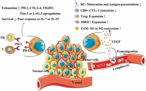 Figure 1. Construction of immunosuppressive milieu by cancer cells. PD-L1 and VEGF expressed by cancer cells are critical in constructing the immunosuppressive milieu in tumors. Herein, PD-L1 is able to elicit T cell exhaustion, thus enabling them to be with poor response to IL-7 and IL-15 stimulations along with upregulating their expressions of PD-1, CTLA-4, TIGHT, LAG4 and Tim3. VEGF is potent in increasing interstitial pressure within the tumor by promoting angiogenesis. Moreover, VEGF is able to reverse the tumoricidal functions of immune cells, such as dendritic cell (DC), cytotoxic T lymphocyte (CTL) and tumor-associated macrophage (TAM), while promotes expansion of regulatory T cell (Treg) and myeloid-derived suppressive cell (MDSC). CAF: cancer-associated fibroblast; PD-1: programmed cell death-1; PD-L1: programmed cell death-ligand 1.