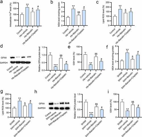 Figure 3. Effects of baicalin on Fe2+, MDA, GSH, and ROS levels. (a) The levels of Fe2+, (b) MDA, and (c) ROS in the primary neurons in 4 groups: (i) Control, (ii) Hb + vehicle, (iii) Hb + Baicalin, (iv) Hb + Baicalin + Cisplatin. (d) The protein level of GPX4 was revealed by western blot analysis. (e) The level of GSH in the four groups. (f-i) The measurement of MDA, ROS, GPX4 and GSH in the brain tissues of rats in 4 groups: (i) SHAM, (ii) SAH + vehicle, (iii) SAH + Baicalin, (iv) SAH + Baicalin + Cisplatin. There are 10 rats in each group. **P < 0.01, ***P < 0.001 versus control or sham group. &P < 0.05, &&P < 0.01 versus Hb + vehicle group or SAH + vehicle group. #P < 0.05 versus Hb + Baicalin group or SAH + Baicalin group