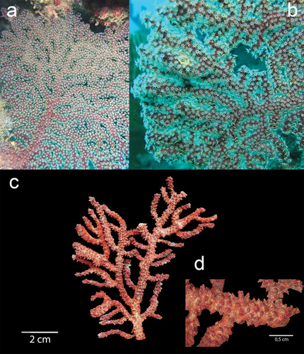 Figure 3. Underwater in situ record of Muricea echinata: (a) full colony with extended white polyps and close-up of the polyps at La Pared site. (b) Ex situ dry colony of M. echinata. (c) Close-up of the calyxes in a bifurcated branch. Exsitu Photos by D.C. Vergara and Juan A. Sánchez. Insitu Photos by Rubén Abad and Karla. B. Jaramillo.