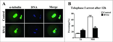 Figure 5. Effect of SKAP2 RNAi on mouse oocyte cytokinesis. (A) Oocytes in the SKAP2 siRNA-injected group were arrested at the TI stage after culture for 12 h, whereas oocytes in the control group had extruded the first polar body. Green: α-tubulin; blue: chromatin. Bar = 20 μm. (B) Percentages of oocytes at TI and MII stages in the SKAP2 siRNA-injected and control groups. In the SKAP2 siRNA-injected group, a large proportion of oocytes were arrested at the TI stage and fewer oocytes had progressed to the MII stage. *: significant difference (P < 0.05).