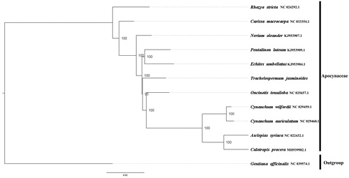 Figure 1. ML phylogenetic tree of T. jasminoides. with 11 species was constructed by chloroplast plastome sequences. Numbers on the nodes are bootstrap values from 1000 replicates. Gentiana officinalis was selected as an outgroup.