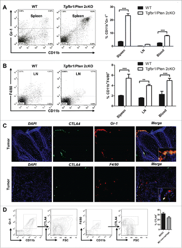 Figure 3. The accumulation of MDSCs and M2 macrophages in HNSCC mouse model. (A) Representative dot plots of CD11b+Gr-1+ MDSC in the spleen of wide type mice and Tgfbr1/Pten 2cKO mice (left) and bar graph shows quantitative analysis the number of CD11b+Gr-1+ MDSCs in spleen, draining lymphocyte node (LN), and blood of wide type mice and Tgfbr1/Pten 2cKO mice (right, t test, ***p < 0.001). (B) Representative dot plots of CD11b+F4/80+ M2 macrophages in the DLN of wide type mice and Tgfbr1/Pten 2cKO mice (left) and bar graph shows quantitative analysis the number of CD11b+F4/80+ M2 macrophages in spleen, LN and blood of wide type mice and Tgfbr1/Pten 2cKO mice (right, t test, **p < 0.01; ***p < 0.001). (C) Tumor sections were analysis by immunofluorescence for CTLA4+Gr-1+ and CTLA4+F4/80+ cells. Representative images were shown. (D) Quantification of percentage of CD11b+Gr-1+CTLA+ and CD11b+F4/80+CTLA4+ cells in tumor of Tgfbr1/Pten 2cKO mice.