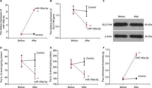 Figure 4 The therapeutic effect of miR-190a-5p in diabetic neuropathic pain. (A) The expression of miR-190a-5p; (B) the gene expression of SLC17A6; (C) the protein expression of SLC17A6; (D, E) the level of IL-1β and IL-6; (F) change in paw withdrawal thresholds.