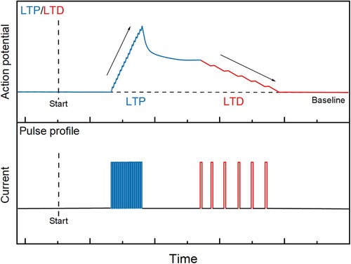 Figure 2. Schematic diagram of LTP and LTD in a biological system. Utilizing different frequencies and durations of stimuli could result in LTP (blue) and LTD (red), respectively.