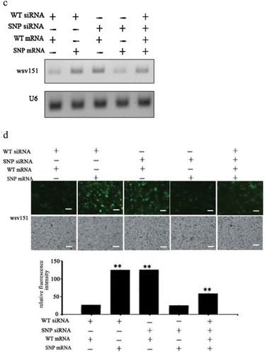 Figure 3. (Continued).