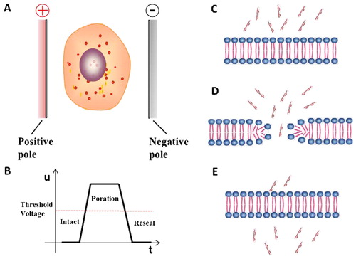 Figure 1. The principle of electroporation.