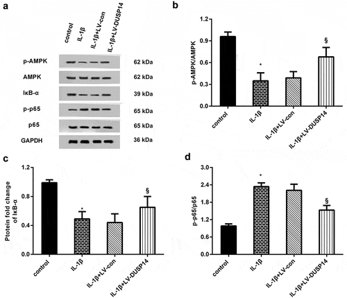 Figure 4. DUSP14 regulated the AMPK/IκB/NF-kB signaling in IL-1β-simulated chondrocytes. (a) After infection with LV-DUSP14 plasmids, cells were exposed to IL-1β. Then, western blotting was performed to determine the protein levels of p-AMPK, AMPK, IκB-α, p-p65 NF-κB and p65 NF-κB. (b-d) The corresponding protein bands were quantified by ImageJ software. n = 3. *P < 0.05 vs. control group. §P < 0.05 vs. IL-1β-treated group