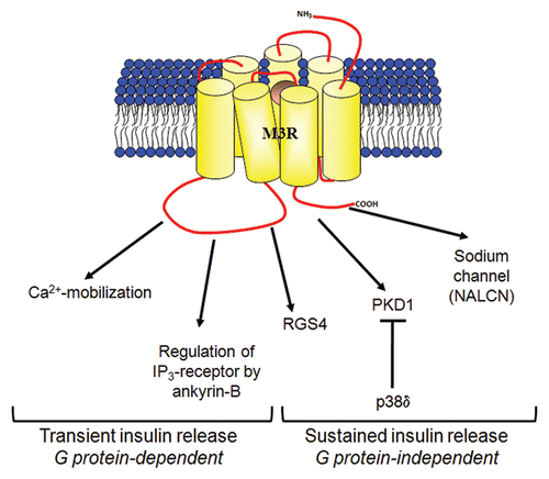 Figure 1 The possible mechanisms of M3-muscarinic receptor (M3R)-mediated insulin secretion. Conventional studies have provided evidence that the transient, early phase of insulin secretion is mediated by M3R via G protein-dependent signaling that results in increase in intracellular calcium and activation of protein kinase C.Citation1 Recent studies have shown that the sustained, late phase of insulin secretion is enhanced by M3R via G protein-independent pathways which requires receptor phosphorylation/arrestin-dependent signaling to PKD1 Citation4 and Src family tyrosine kinases signaling to sodium channel NALCN.Citation7