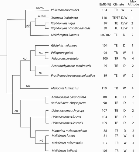 Figure 3. Partial phylogeny of meliphagids (Joseph et al. Citation2014). BMR, percentage of the value expected from an all-bird curve (Equation [1]). Climate: TE, temperate; TR; tropical; D, dry; W, wet. Maximal altitude: 1, 1000 m; 2, 2000 m; 3, 3000 m; 4, >3000 m. NG, New Guinea; AU, Australia; NZ, New Zealand.