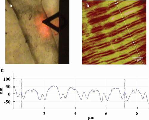 Figure 1. AFM images of the longissimus lumborum (LL) muscle fibers. (a) Optical microscopy field of view. (b) Typical AFM 2D image of muscle fiber which drawn with section analysis line. (c) Section analysis profile curve of AFM 2D height image of muscle fiber.