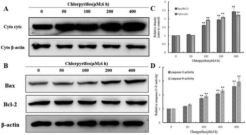 Figure 4. Effect of CPF on the expression of apoptosis-related proteins in QSG7701 cells. Cells were fractionized following treatment with 50, 100, 200, 400 μM CPF for 6 h and cyt c release was detected (A). Cyto denote cytosolic fractions. Whole cell extracts were prepared for cells treated with 50, 100, 200 and 400 μM CPF for 6 h and the expressions of pro-apoptotic proteins as Bax and anti-apoptotic proteins as Bcl-2 were detected (B). β-actin was used as an equal loading control. The densitometric analysis results are shown in the right panel (C). Effect of CPF on the activation of caspase-3/-9 in QSG7701 cells (D). Data are represented as means ± SD from three independent experiments. *p ≤ .05 and **p < .01 vs. the negative control.