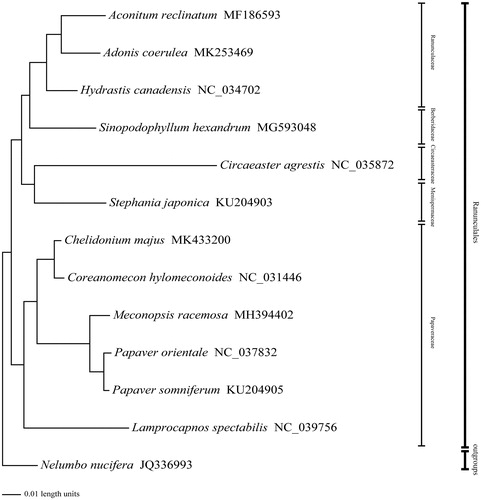 Figure 1. Bayesian phylogram of Chelidonium with 5 Papaveraceae species and 6 other Ranunculales species inferred from the complete plastome sequences using Nelumbo nucifera as an outgroup. The PP value in this tree is 1.00 of all the branches.