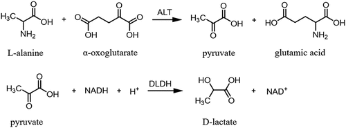 Figure 1. Enzyme catalysis reaction in ALT kit