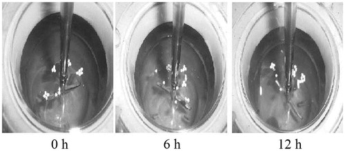 Figure 1. Photographs of floating of sustained release (SR) minitablets of formulation F3 at 0, 6, and 12 h.