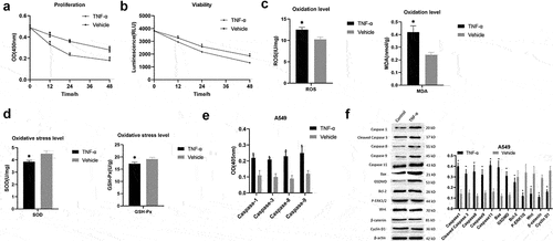 Figure 1. TNF-α induced A549 cell apoptosis. (a) CCK-8 detection of cell proliferation; (b) Celltiter-Lumi detection of cell viability; (c) Cell oxidation level detection; (d) Cell oxidation Stress level detection; (e) Caspase activity detection; (f) Western blot detection of protein expressions. Note: **P < 0.001; *P < 0.05.