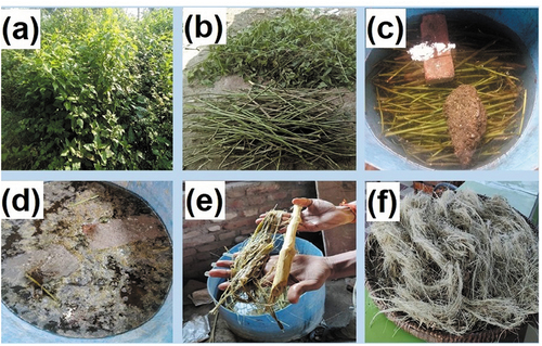 Figure 1. Ageratina Adenophora stem fiber extraction process (a) AA Plant (b) AA stem is separated from the plant (c) AA plant stem immersed in water (d) During microbial degradation (e) After microbial degradation fiber’s separated from AA stem (f) AA stem fiber.