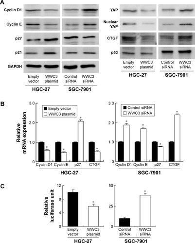 Figure 4 WWC3 regulates cell cycle-related proteins and Hippo signaling pathway.