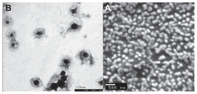 Figure 6 (A) Scanning electron micrographs of chitosan-doxorubicin conjugate (CS-DOX-2) nanoparticles and (B) transmission electron micrographs of CS-DOX- 2 nanoparticles.