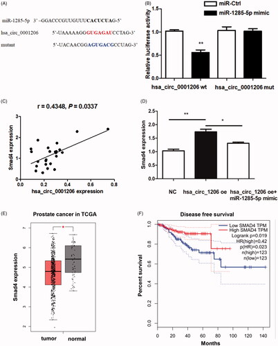 Figure 8. Hsa_circ_0001206 could directly interact with miR-1285-5p. (A) Sequences revealing specific binding sites between hsa_circ_0001206 and miR‑1285-5p. (B) Dual-Luciferase reporter assay. (C) Positive correlation between the expression of Smad4 mRNA and hsa_circ_0001206 in PCa tissue samples (n = 24) (R = 0.4348; p=.0337). (D) The expression level of Smad4 was induced by hsa_circ_0001206 overexpression, but the effect was partially reversed by miR-1285-5p mimic. (E) The GEPIA database revealed the mRNA expression of Smad4 was significantly downregulated in PCa tissues. The boxplot analysis showed log2 (TPM + 1) on a log-scale. (F) The disease-free survival of the PCa patients was computed with the GEPIA web tool. N = 3 independent experiments. The results are presented as the mean ± SEM. *p Values<.05, **p values <.01, ***p values <.001.