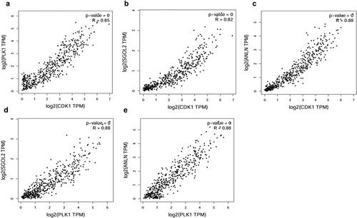 Figure 3. Correlation analysis of any two core genes in GEPIA. (a) CDK1 and PLK1 correlation analysis. CDK1 and PLK1 are obviously positively correlated (P-value = 0, R = 0.85). (b) CDK1 and SGOL2 correlation analysis. CDK1 and SGOL2 are obviously positively correlated (P-value = 0, R = 0.82). (c) CDK1 and ANLN correlation analysis. CDK1 and ANLN are obviously positively correlated (P-value = 0, R = 0.88). (d) PLK2 and SGOL2 correlation analysis. PLK2 and SGOL2 are obviously positively correlated (P-value = 0, R = 0.88). (e) PLK1 and ANLN correlation analysis. PLK1 and ANLN are obviously positively correlated (P-value  = 0, R = 0.88)