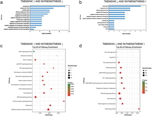 Figure 2. Biological processes and signaling pathways regulated by overexpression and silencing of TMEM2 in HepG2 cells. (a) GO biological processes related to viral infection with significant enrichment of genes upregulated by TMEM2 overexpression and downregulated by TMEM2 silencing in HepG2 cells. (b) GO biological processes with significant enrichment of genes downregulated by TMEM2 overexpression and upregulated by TMEM2 silencing in HepG2 cells. (c) KEGG pathways related to viral infection with enrichment of genes upregulated by TMEM2 overexpression and downregulated by TMEM2 silencing in HepG2 cells. (d) KEGG pathways with significant enrichment of genes downregulated by TMEM2 overexpression and upregulated by TMEM2 silencing in HepG2 cells. Circle diameter indicates the number of differentially expressed genes and circle color symbolizes the P-value. NC, normal control; TMEM2, transmembrane 2; ShTMEM2, TMEM2 shRNA.