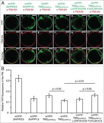 Figure 2. The Leu127 and Ala131 residues of ZmPIP2;5 induce a partial PM localization of mYFP:TM3ZmPIP1;2 in maize mesophyll protoplasts. (A) Protoplasts expressing mYFP:ZmPIP2;5, mYFP:ZmPIP1;2, the TM3 of ZmPIP2;5 fused to the mYFP (mYFP:TM3ZmPIP2;5), the TM3 of ZmPIP1;2 fused to the mYFP (mYFP:TM3ZmPIP1;2), the TM3 of ZmPIP2;5 with the Leu127 and Ala131 residues mutated into their ZmPIP1;2 counterparts fused to the mYFP (mYFP:TM3ZmPIP2;5L127F/A131M), or the TM3 of ZmPIP1;2 in which the Leu127 and Ala131 of ZmPIP2;5 have been inserted fused to the mYFP (mYFP:TM3ZmPIP1;2F137L/M141A) (in green). The protoplasts have been treated with FM4–64 to label the PM (Red). Scale bars = 5 μm. (B) Quantification of the effect of the LxxxA motif on the PM localization of mYFP:TM3ZmPIP1;2. Relative YFP fluorescence intensity in the PM of maize mesophyll protoplasts transiently expressing mYFP:ZmPIP2;5, mYFP:ZmPIP1;2, mYFP:TM3ZmPIP2;5, mYFP:TM3ZmPIP1;2, mYFP:TM3ZmPIP2;5L127F/A131M or mYFP:TM3ZmPIP1;2F137L/M141A. The Y-axis shows the ratio between the fluorescence originating from the PM and the fluorescence originating from the whole cell. Error bars are confidence intervals (a = 0.05). Statistically significant differences and their associated p-values are indicated. The intensity of the PM fluorescence was significantly higher for mYFP:ZmPIP2;5 than for all other fusion proteins, but these p-values are not indicated on the graph for clarity reasons. The localization patterns of the proteins of interest (A) are representative of at least 23 cells. The PM fluorescence calculations (B) have been performed on the same dataset.
