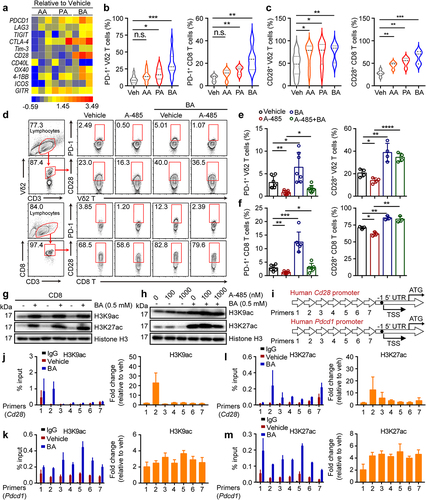 Figure 5. Butyrate acts within activated T cells to enhance acetylation of the Pdcd1 and Cd28 locus. (a) mRNA levels of immune checkpoint receptors and co-stimulatory molecules in SCFAs (AA = 10 mM, PA = 1 mM and BA = 0.5 mM) pretreated CD8+ T cells were verified by Quantitative real-time PCR (qPCR), and their fold changes were shown in heat map (healthy donors, n = 3 per group). (b, c) the expression of PD-1+ and CD28+ on vehicle, AA, PA, BA-pretreated Vδ2+ and CD8+ T cells was analyzed by flow cytometry (Vδ2+, n = 12; CD8+, n = 5). (d-f) human cytotoxic T cells (CD8+ and Vδ2+) were treated with BA, A-485 (1 μM) alone or the combination for 48 hours followed by flow cytometry (n = 3–7). (g) the levels of histone 3 lysine 9 acetylation (H3K9ac) and histone 3 lysine 27 acetylation (H3K27ac) in vehicle or BA-treated cytotoxic CD8+ T cells were determined by immunoblotting. (h) CD8+ T cells were treated with or without A485, BA or their combination for 48 hours, followed by western blot. (i-m) Overview of primers design (i). Graph showed ChIP-qPCR analysis of H3K27ac and H3K9ac at the promoter of Cd28 and Pdcd1 gene in vehicle or BA-pretreated CD8+ T cells. The levels of H3K9ac (j and k) and H3K27ac (l and m) were normalized to the input, n = 3 healthy donors. Primers 1–7 (qPCR primers for Cd28 and Pdcd1 1 to 7). Two-tailed unpaired Student’s t-test (b and c); one-way ANOVA with Tukey’s multiple comparisons test (e and f). Data represented mean±SD. *P < .05, **P < .01, ***P < .001, ****P < .0001. n.s., not significant.