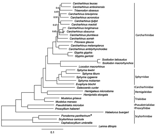 Figure 1. Bayesian tree depicting the phylogenetic position of Poroderma pantherinum (posterior probability values only shown if below 1.0). Based on 35 mitochondrial genomes (excluding ND6 and the control region) of sharks from the order Carcharhiniformes, using Lamna ditropis (KF962053.1) as an outgroup. (Carcharhinus acronotus: NC_024055.1, Carcharhinus amblyrhynchoides: NC_023948.1, Carcharhinus amboinensis: NC_026696.1, Carcharhinus brevipinna: KM244770.1, Carcharhinus leucas: KF646785.1, Carcharhinus longimanus: NC_025520.1, Carcharhinus macloti: NC_024862.1, Carcharhinus melanopterus: NC_024284.1, Carcharhinus obscurus: NC_020611.1, Carcharhinus plumbeus: NC_024596.1, Carcharhinus sorrah: NC_023521.1, Carcharhinus tjutjot: KP091436.1, Cephaloscyllium umbratile: NC_029399.1, Eusphyra blochii: NC_031812.1, Galeocerdo cuvier: NC_022193.1, Glyphis garricki: KF646786.1, Glyphis glyphis: NC_021768.2, Halaelurus buergeri: NC_0311811.1, Hemigaleus microstoma: KT003687.1, Hemipristis elongata: KU508621.1, Loxodon macrorhinus: KT347599.1, Mustelus griseus: NC_023527.1, Mustelus manazo: NC_000890.1, Prionace glauca: NC_022819.1, Proscyllium habereri: KU721838.1, Pseudotriakis microdon: NC_022735.1, Scoliodon laticaudus: KP336547.1, Scoliodon macrorhynchos: NC_018052.1, Scyliorhinus canicula: NC_001950.1, Sphyrna lewini: NC_022679.1, Sphyrna mokarran: KY464952.1, Sphyrna tiburo: KM453976.1, Sphyrna zygaena: NC_025778.1 and Triaenodon obsesus: KJ748376.1).