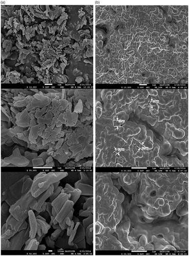 Figure 8. SEM images of (a) pure LPV, (b) LPV-loaded S-SNEDDS at a magnification of 10 000×, 20 000×, 25 000× and 50 000×. Scale bars are shown in the individual micrograph.