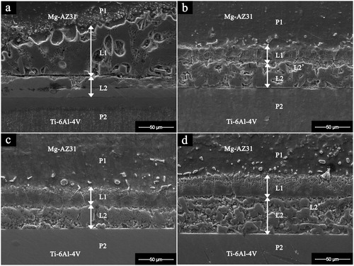 1. Image (SEM) of Mg–AZ31/Cu–Ni/Ti–6Al–4V joint interface after bonding at 515°C and 0·35 MPa for a 10 min; b 20 min; c 30 min; d 60 min. P1: Parent alloy Mg–AZ31, P2: Parent alloy Ti–6Al–4V, L1: Reaction layer 1, L2: Reaction layer 2