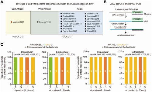 Figure 2. Conservation of the last 4-nt of ZIKV 3′-end genome sequence in contemporary Asian strains, diverged from the ancient African lineage MR766 strain. (A) Diverged 3′-end viral genome sequences in African and Asian lineage ZIKV isolates. (B and C) Schematic procedure of RACE-PCR. RNA was extracted from ZIKV MR766 strain (GenBank KX830960) and PRVABC59 (GenBank KU501215.1), ligated to the 5′-adenylated DNA adaptor, and reverse-transcribed to cDNA. The cDNA was amplified using a forward primer targeting the 3′-UTR of viral genome (nt 10,607–10,627) and a reverse primer targeting the 3′-adapter (B). The amplicon libraries were sequenced on an Illumina Nextseq platform. Shown in (C) are the proportions of the last 4–5 nucleotides at the 3′-end of PRVABC59 and MR766 genomes.