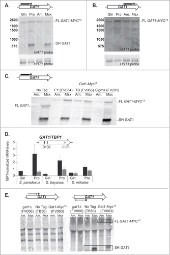 Figure 4. Two mRNAs are produced from the GAT1 locus. Total RNA was isolated from wild type (TB50), gat1Δ (FV006) and GAT1-MYC13 cells of the TB (FV063), FY (FV034) and Sigma (FV291) genetic backgrounds that were grown in YNB medium with glutamine (Gln), proline (Pro) or ammonium (Am.) as the nitrogen source and treated with methionine sulfoximine (Am. + Msx). 30 μg of total RNA from each sample were subjected to Northern blot analysis. HHT1 was used as the loading and transfer efficiency control. (A). GAT1 mRNA analysis in wild type GAT1-MYC13 cells using a double stranded probe covering the 5′ region of the gene (GAT1O7-GAT1O10). (B). GAT1 mRNA analysis in wild type GAT1-MYC13 cells using a double stranded probe covering the 3′ region of the gene (GAT1O15-GAT1O4). (C). GAT1 mRNA analysis in wild type untagged and GAT1-MYC13 cells from 3 different genetic backgrounds using a double stranded probe covering the 5′ region of the gene (GAT1O7-GAT1O10). (D). Wild type cells of Saccharomyces paradoxus, bayanus and mikatae were grown in YNB medium with glutamine (Gln) or proline (Pro) as the nitrogen source. Total RNA was isolated and GAT1 mRNA levels were assessed using qRTPCR as described in CitationFigure 3 using GAT1O1-O2 and GAT1O3-O4 primer pairs specific for each species. (E). GAT1 mRNA analysis in wild type untagged (TB50), gat1Δ (FV006) and GAT1-MYC13 (FV063) cells using strand-specific probes covering the 5′ region of the gene (GAT1O7-GAT1O10).