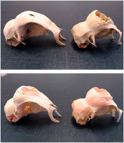 Figure 4. Sexual dimorphism in the Padovana varieties, lateral view. PA (above) and PC (below), male (on the left) and female (on the right).