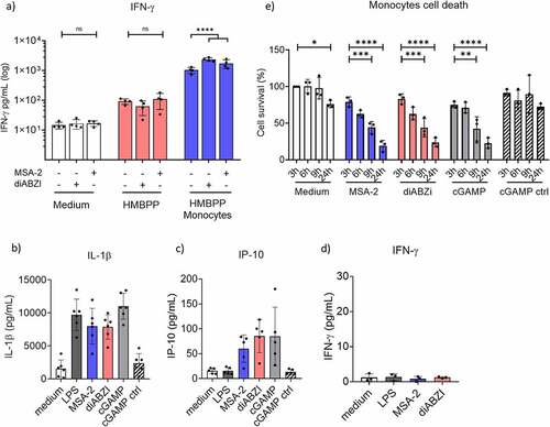 Figure 3. Role of monocytes in γδ T-cell co-stimulation. a) 105 purified γδ T cells per microculture well were activated with 10 nM HMBPP in the absence or presence of 105 purified monocytes and additional absence or presence of MSA-2 or diABZI as indicated. All cultures were set up in duplicates. After 24 h, cell culture supernatants were collected, and IFN-γ was quantified by ELISA. Mean ± SD of four individual experiments. Note that values on the Y-axis are displayed on a logarithmic scale. b,c,d) 105 purified monocytes were stimulated for 24 h with LPS, diABZI, MSA-2, or cGAMP/cGAMP control. All cultures were set up in duplicates. IL-1β (b), IP-10 (c) and IFN-γ (d) in cell culture supernatants were quantified by ELISA. Mean ± SD of five (IP-10), six (IL-1β) or three (IFN-γ) experiments are shown. e) Cell death induction in purified monocytes by STING ligands. 105 purified monocytes were stimulated for indicated time periods with STING ligands. Cell death was determined by LIVE/DEAD™ Fixable Red Dead Cell Stain Kit. Mean ± SD of three independent experiments. Ligand concentrations in all experiments were 25 µM MSA-2, 100 nM diABZI, 10 µg/mL cGAMP/cGAMP control, and 100 ng/mL LPS. Statistical significance: * p < .05, ** p < .01, *** p < .001 and **** p < .0001. ns, not significant.