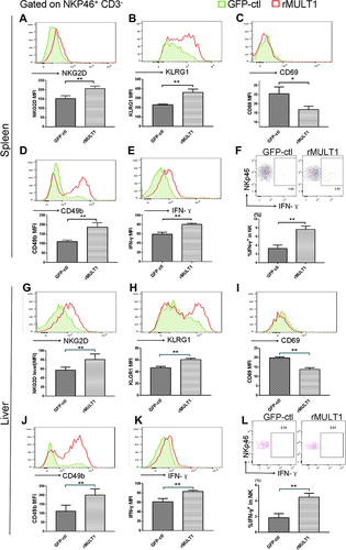 Figure 6 NK cell phenotype changes were restored by rMULT1 DNA treatment. NK cells form rMULT1 group showed increased (A and G) NKG2D, (B and H) KLRG1, (D and J) CD49b and decreased (C and I) CD69, as well as enhanced (E, F, K and L) IFN-γ secretion, compared to those from GFP-ctl group. Open red line, rMULT1 group; filled green line, GFP-ctl group in all representative histograms. Data are representative of 4–6 animals per subgroup and 3 independent experiments. Comparisons were between rMULT1 and GFP-ctl, *P<0.05 and **P<0.01.