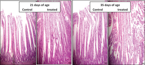 Figure 4. The effect of daily oral administration of levamisoleHcl. (2.5 mg./ml. in drinking water) in broiler on intestinal villi: (a): Intestinal villi of chicken of control chicken (at 21 days of the experiment). (b): Intestinal villi of a chicken treated with levamisole Hcl. (at a dose of 2.5 mg./ml. in drinking water) (at 21 days of the experiment). (c): Intestinal villi of a chicken of control chicken (at 35 days of the experiment). (d): Intestine of a chicken treated with levamisole Hcl. (at a dose of 2.5 mg./ml. in drinking water) (at 35 days of the experiment) .