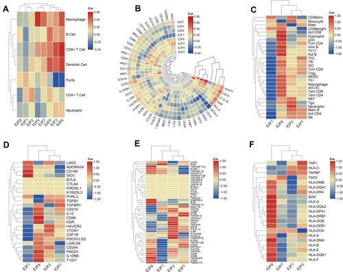 Figure 8 Interactions of E2Fs expression and immune system. (A) Correlation heatmap of E2Fs expression and immune cell infiltration in chRCC. (B) Correlation heatmap of E2Fs expression and immune cells related gene markers. (C) Correlation heatmap of E2F1/2/7/8 expression and 28 tumor-infiltrating lymphocytes (TILs) types. (D) Correlation heatmap of E2F1/2/7/8 expression and 24 immunoinhibitor types. (E) Correlation heatmap of E2F1/2/7/8 expression and 46 immunostimulator types. (F) Correlation heatmap of E2F1/2/7/8 expression and 36 MHC molecule types. The correlation values were normalized by row scale (C–F).