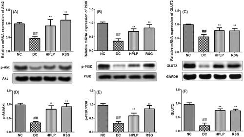 Figure 6. Effect of PLP on the Akt2/PI3K/GLUT2 insulin signalling pathway in db/db mice. The relative mRNA levels of Akt2 (A), PI3K (B), and GLUT2 (C) in the liver. The relative protein levels of p-Akt2 (D), p-PI3K (E), and GLUT2 (F) in the liver. Data are shown as the mean ± SD (n = 6). ##p < 0.01, DC group vs. NC group; **p < 0.01, drug-treated group vs. DC group.