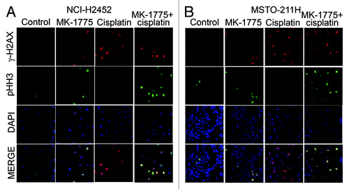 Figure 3. Detection of MM cells bearing damaged DNA that are forced to enter mitosis after treatment with cisplatin and MK-1775. Representative micrographs of NCI-H2452 (A) and MSTO (B) cells treated with cisplatin and/or MK-1775 plus nocodazole and stained by immunofluorescence with antibodies against γ-H2AX and pHH3 and by the fluorescent nuclear stain DAPI. Control cells were treated with DMSO and nocodazole.