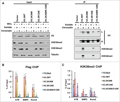 Figure 3. H3.3R129E and H3.3K36MR129E mutant proteins were enriched on chromatin. (A) Soluble histones or mononucleosomes were purified from HEK293T cells with vector (negative control), HEK293T cells expressing FLAG-tagged WT H3.3, H3.3K36M, H3.3R129E, or H3.3K36MR129E mutant. Proteins from Input and immunoprecipitated (IP) samples were analyzed by Western blotting using the indicated antibodies. (B) ChIP-qPCR results of incorporations of different mutant histone H3.3 proteins and reduction of H3K36me3 at different loci. ChIP-qPCR is performed by using T/C28a2 cells after infection of different mutant histone H3.3 expressing virus. Data represents the average and standard deviations of 3 independent experiments. (*P < 0.05, **P < 0.01).